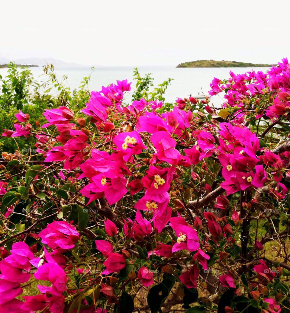 ocean green flowers pink by ccasey91