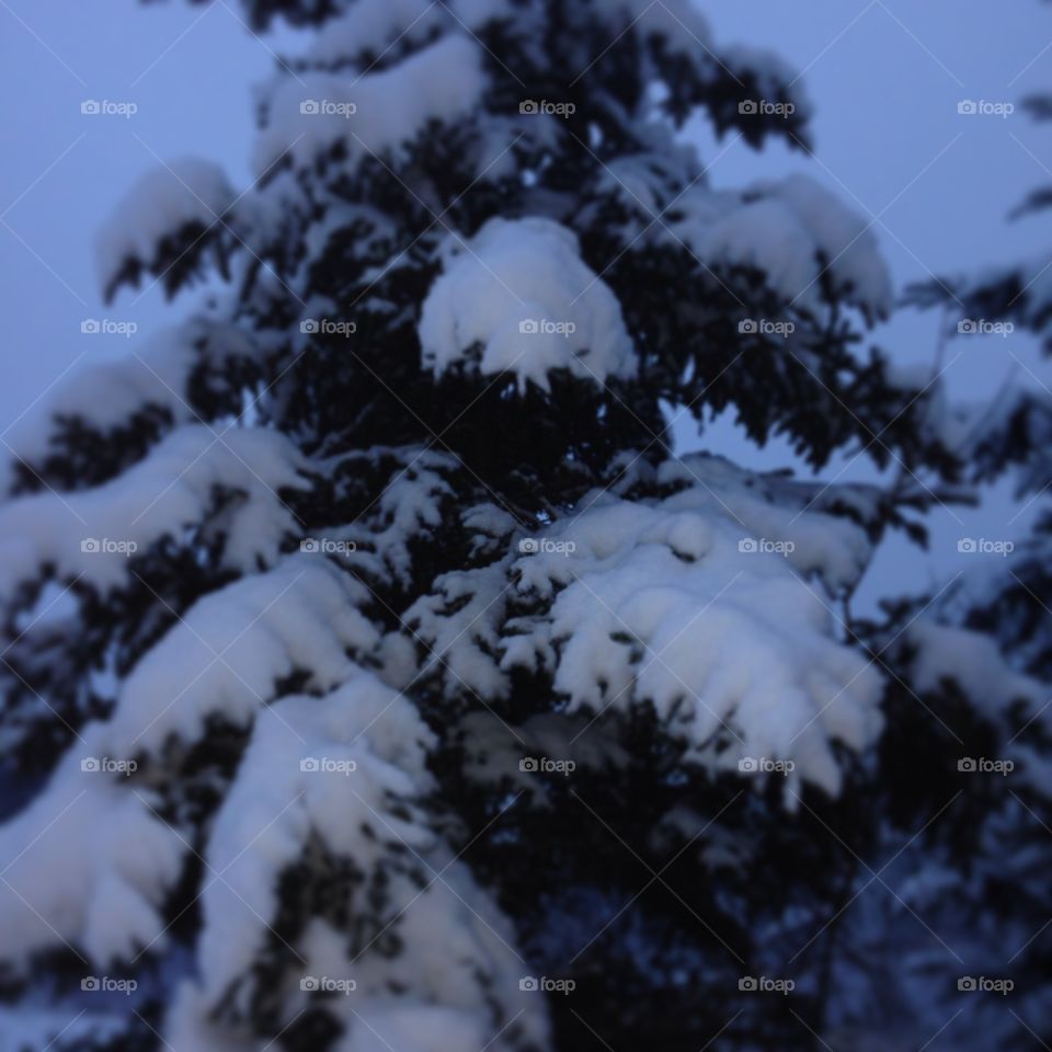Winter wonderland. Dad's tree
