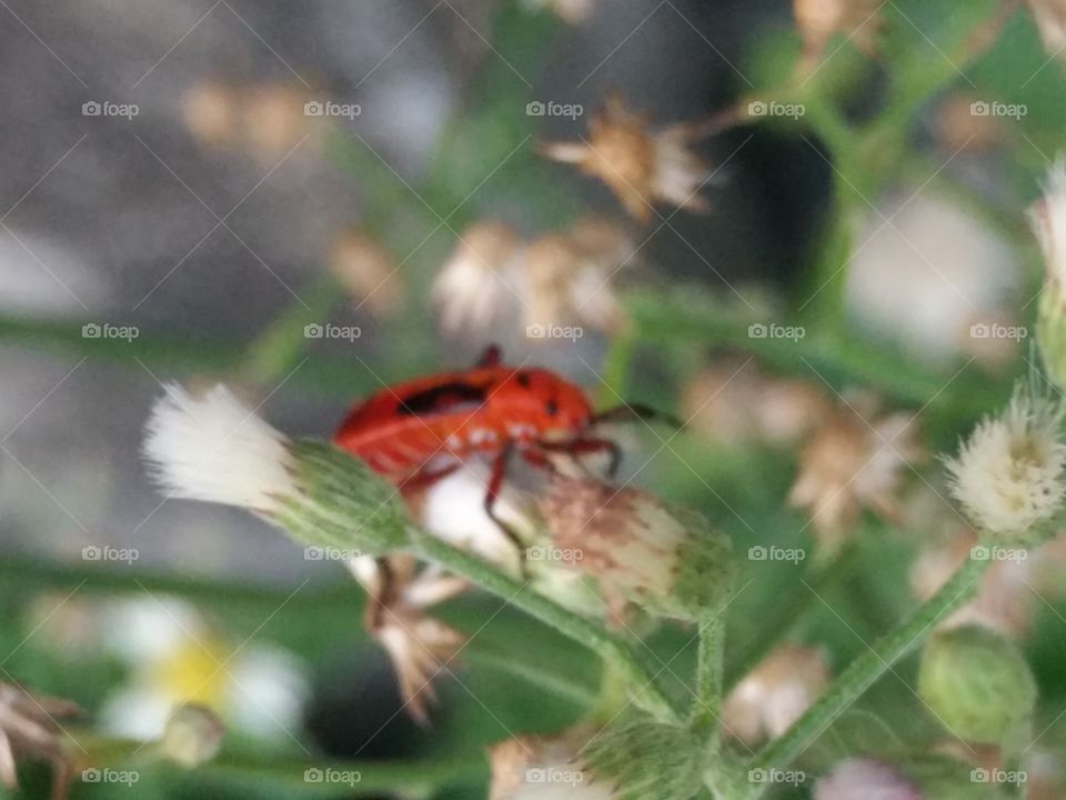The red insect  in the garden