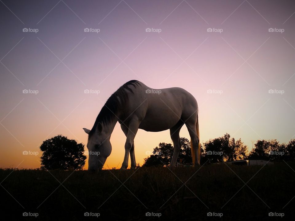 Silhouette of a horse at sunset