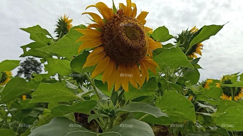 a photo of a sunflower in bloom
