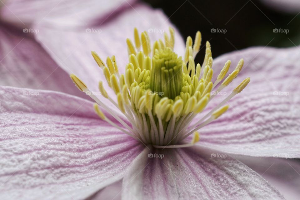 Clematis Flower close up .. 