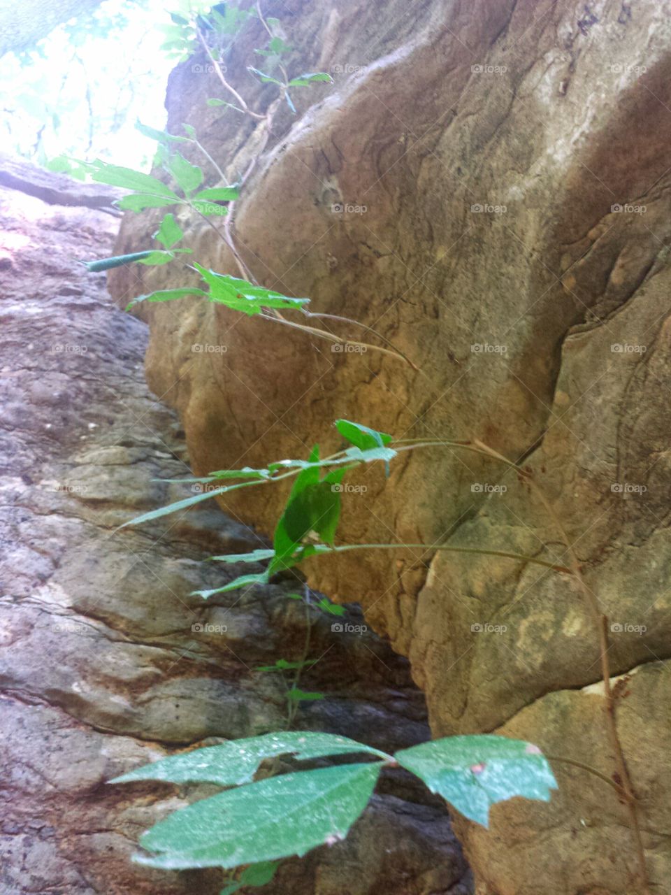 vine and rock