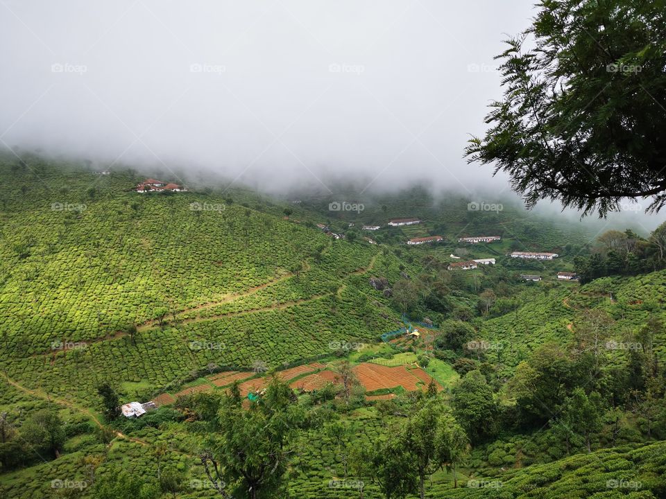 Kinnakorai Tea Estate with foggy background