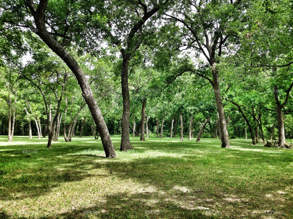 Nature's secrets. Field of trees at a park 