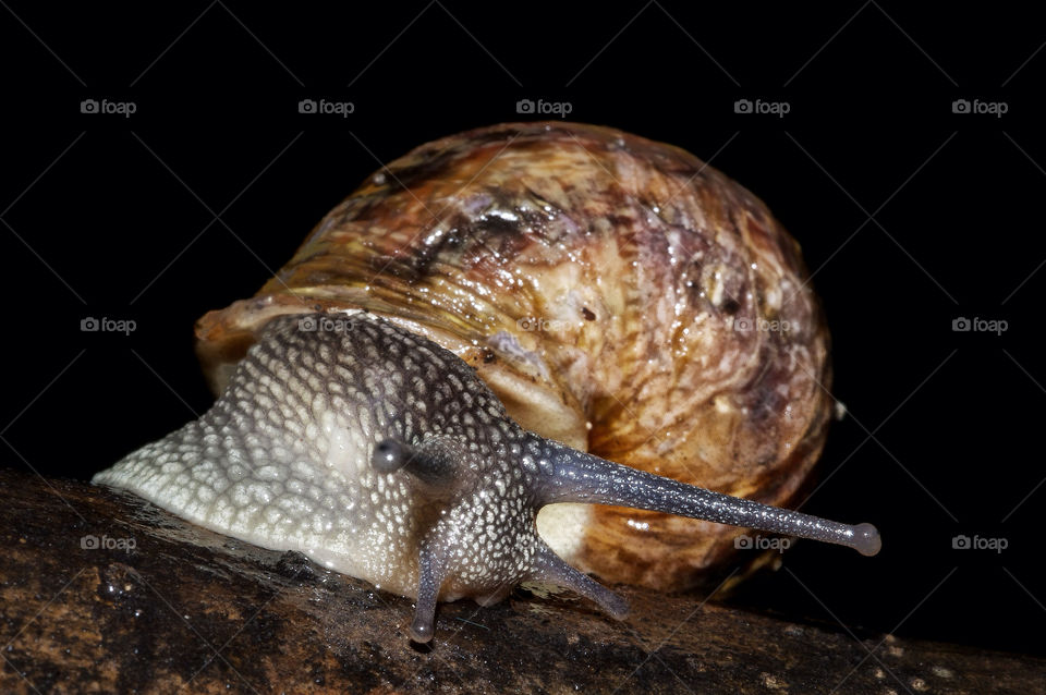 nature macro animal snail by resnikoffdavid