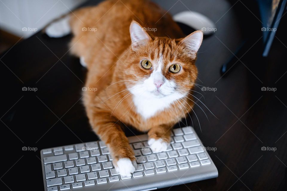 The red cat lays on the keyboard. Cute pets. Cat looking at camera