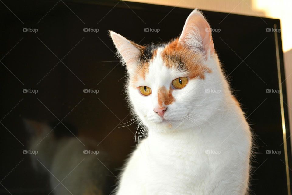 Cat, Portrait, Pet, Mammal, Cute