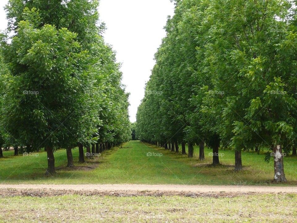 Tree Line