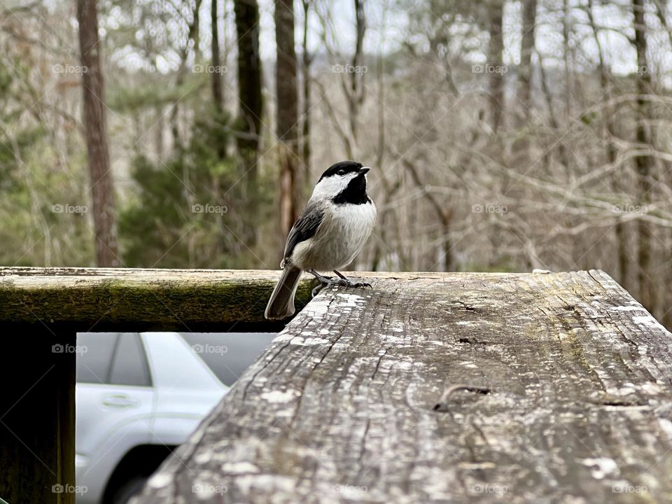 Everyday black capped chickadee singing in the backyard, perched on a weathered wooden deck.