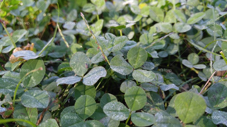 Morning Dew on a Clover Patch