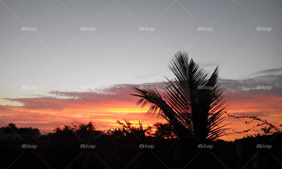 Dawn colors like fire orange yellow blue obscuring vegetation