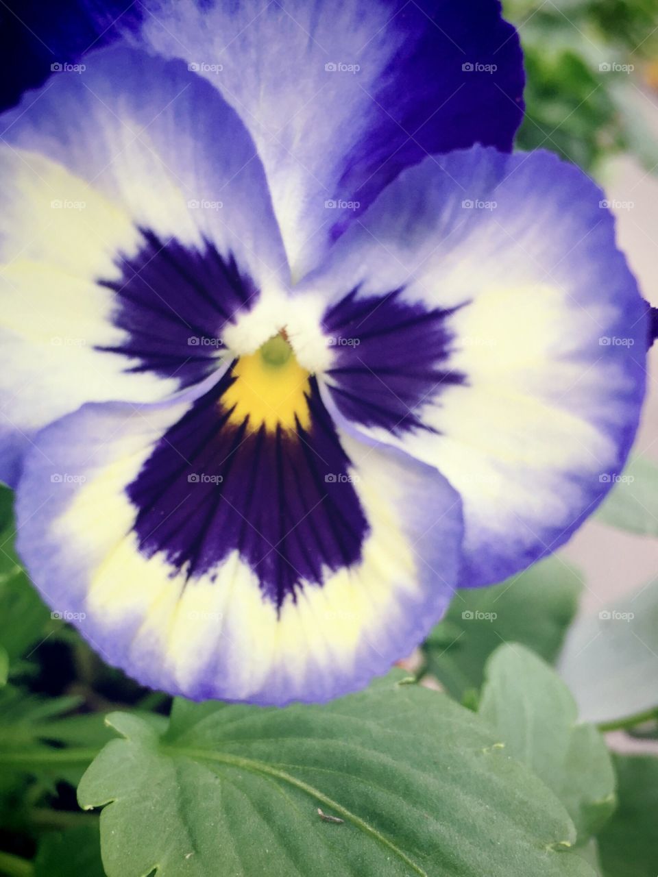 Pansy - closeup of a purple pansy, yellow center, leaves