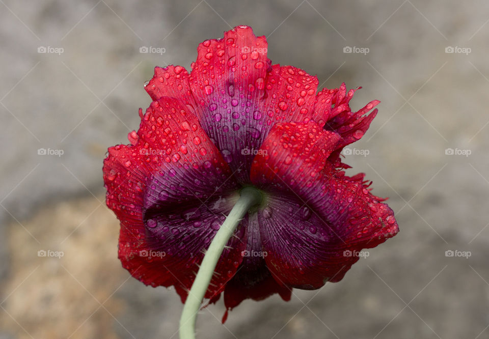 Raindrops on poppy flower