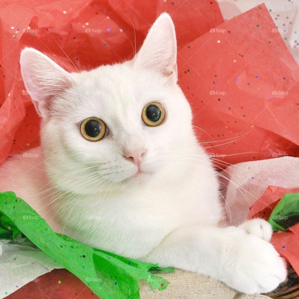 White cat with complimentary colors 