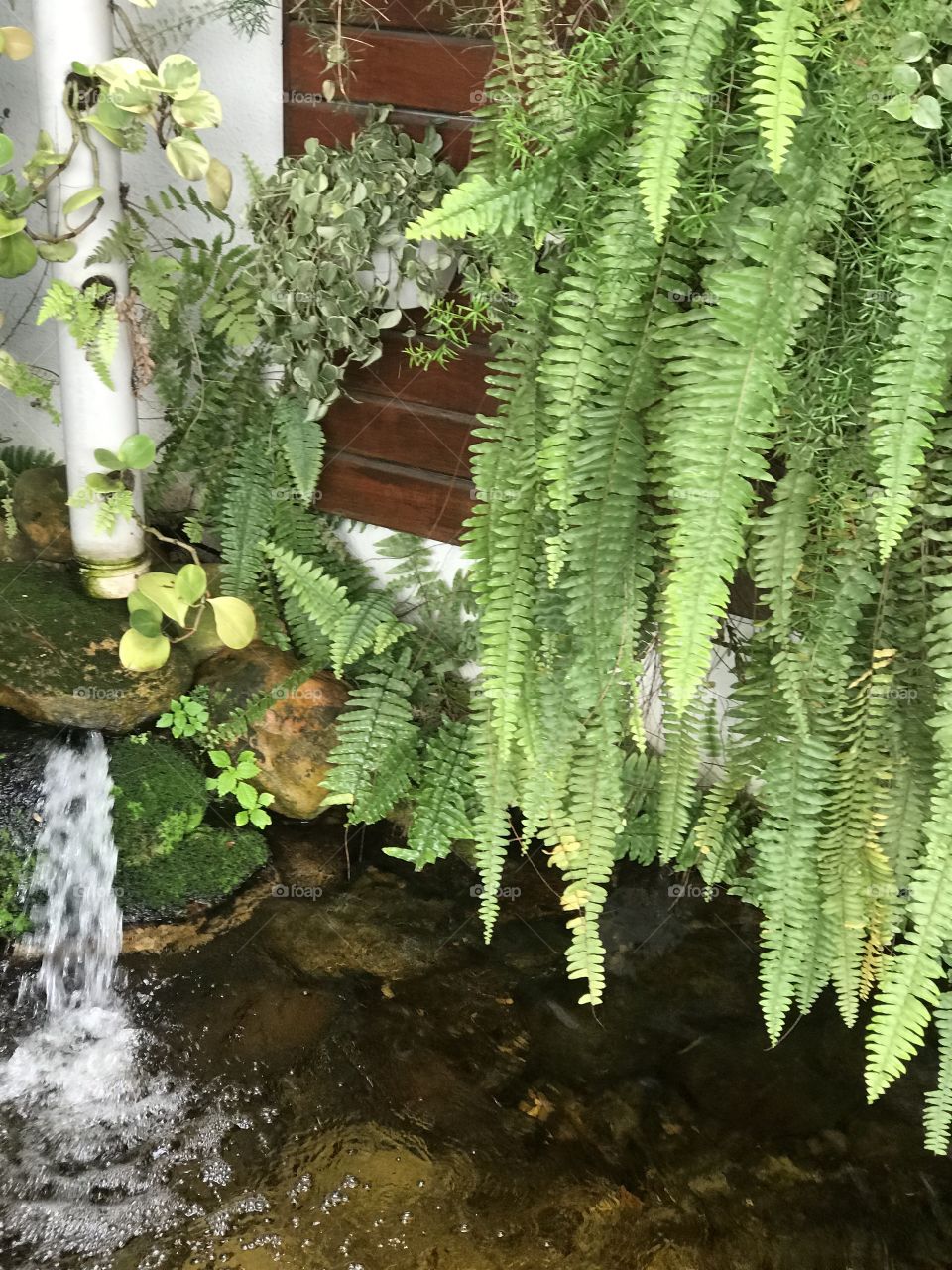 Fish pond inside the shopping in brazil 