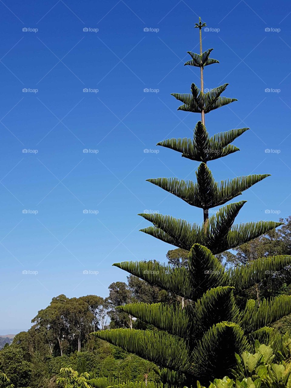 Our stunning Norfolk Palm tree. Blessing us with its star shape branch formation.