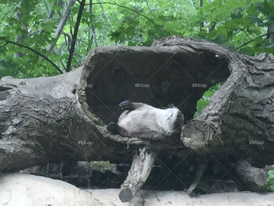 Getting cozy
Otter
Seneca park zoo
Rochester NY