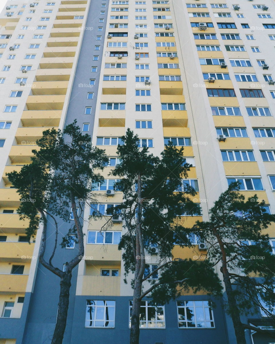 pine trees on the background of a residential building