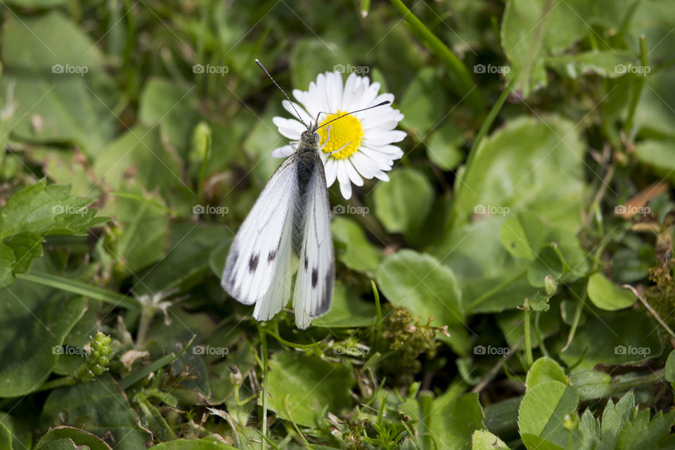 White grey butterfly on daisy flower 