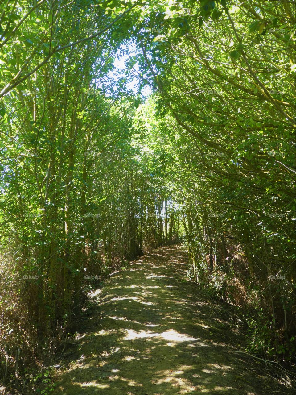 dirt road between green trees in a nature reserve in France, in summer