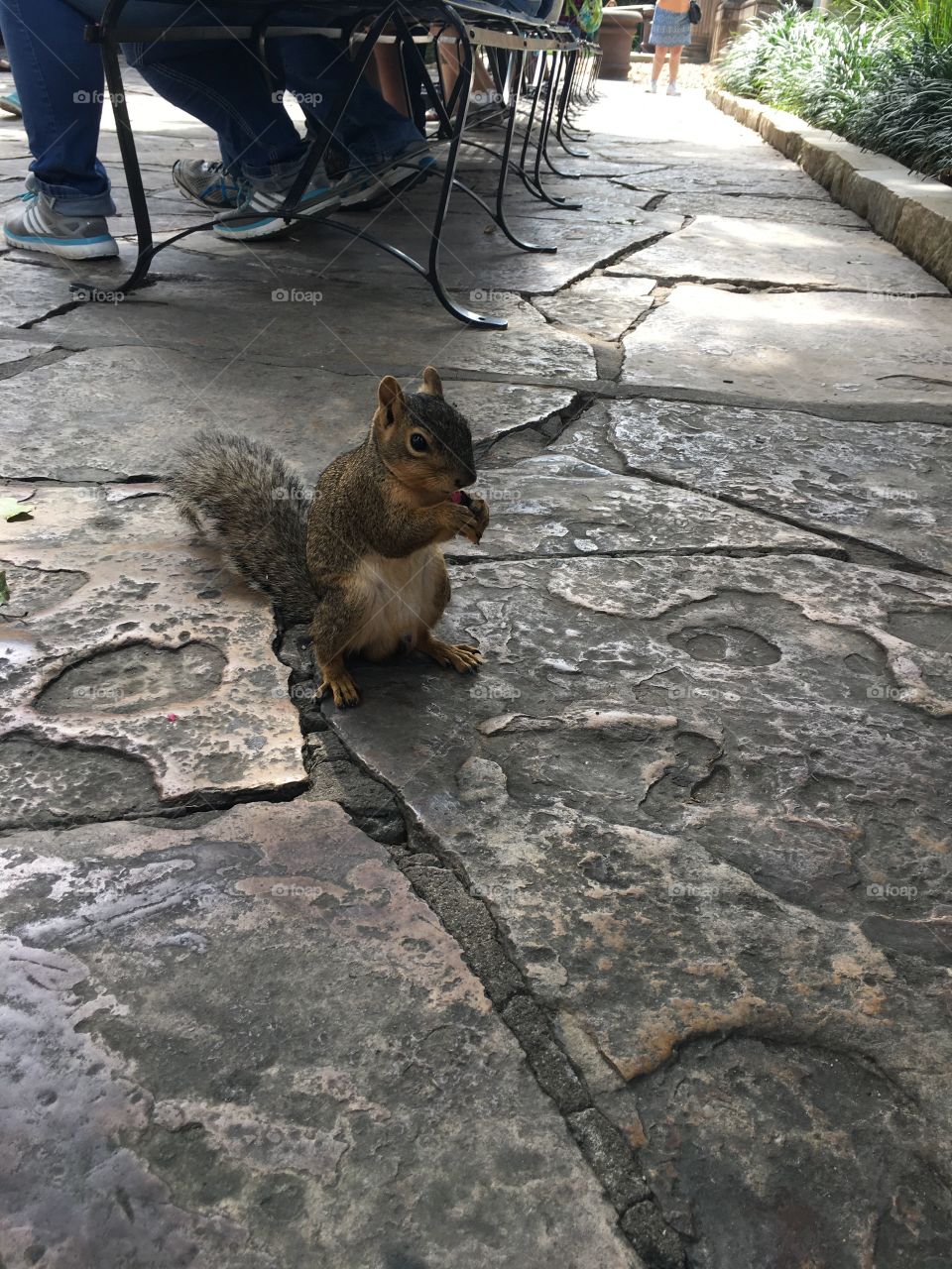 Social Squirrel 