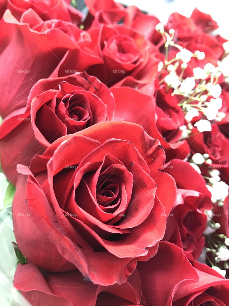 Rose, Love, Romance, Petal, Flower
