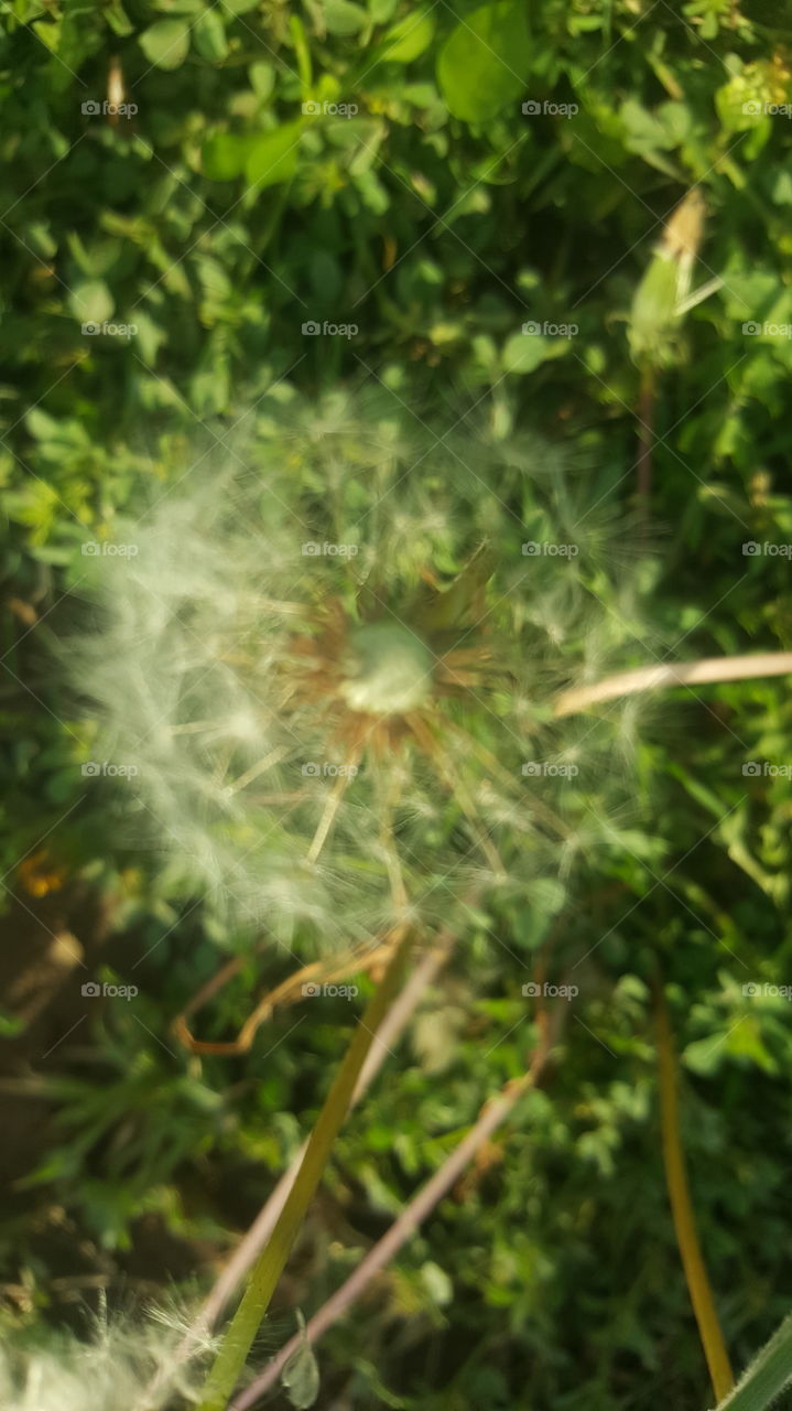 dandilion
