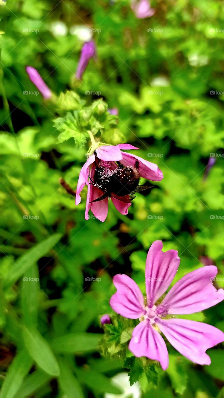 bumblebee in pollen