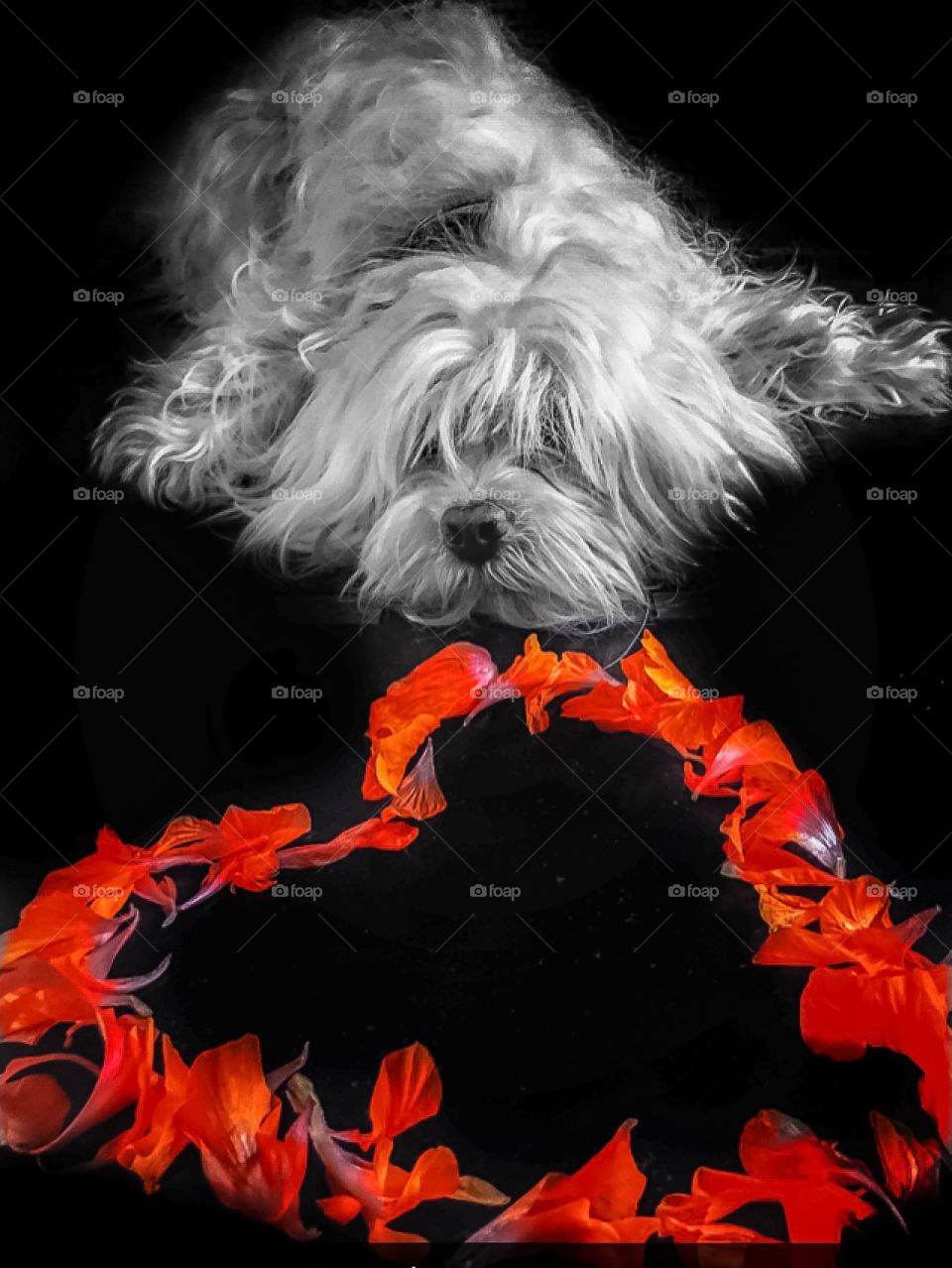 Cesar with a heart shape flower petals 