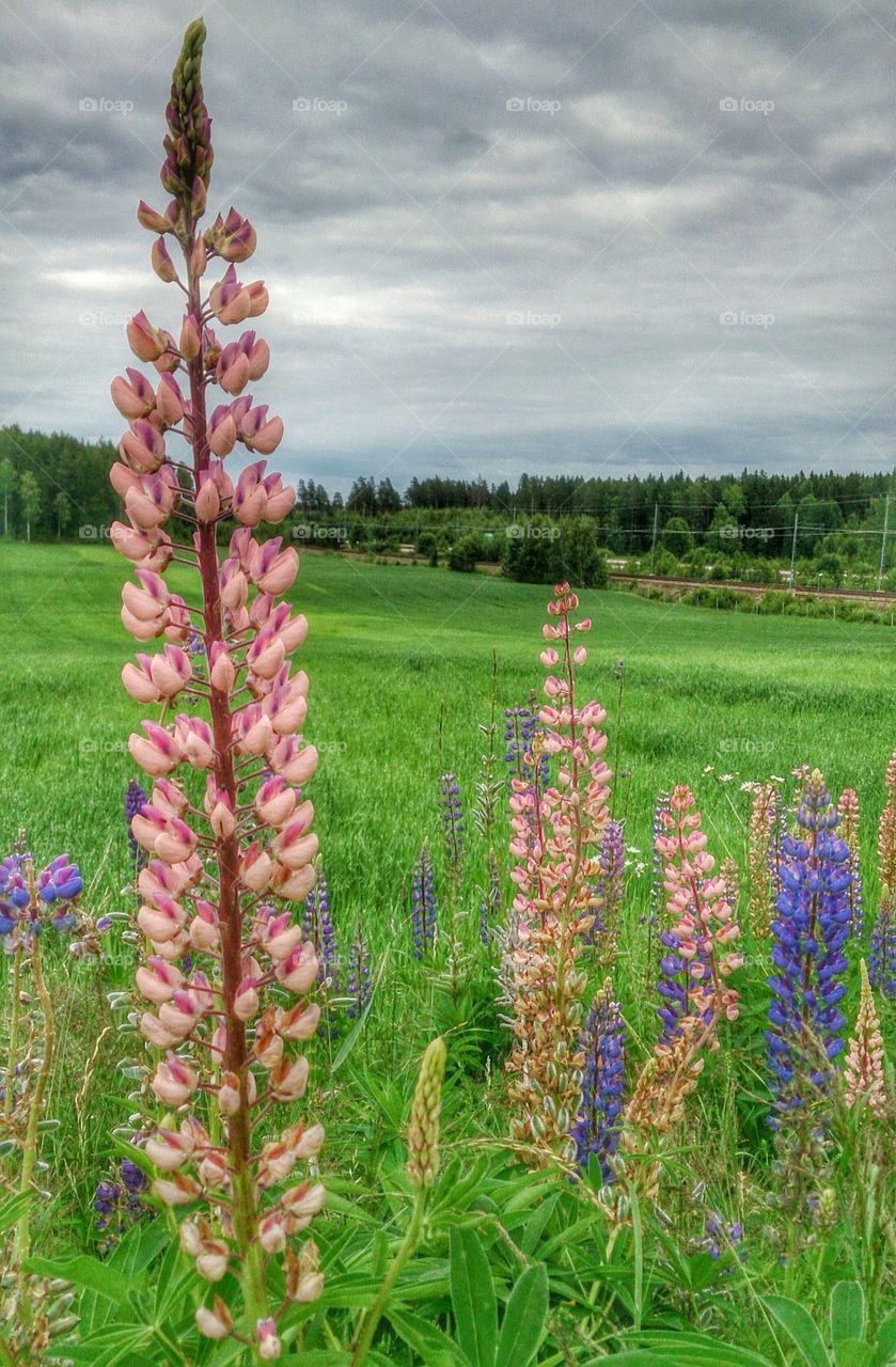 Lupines