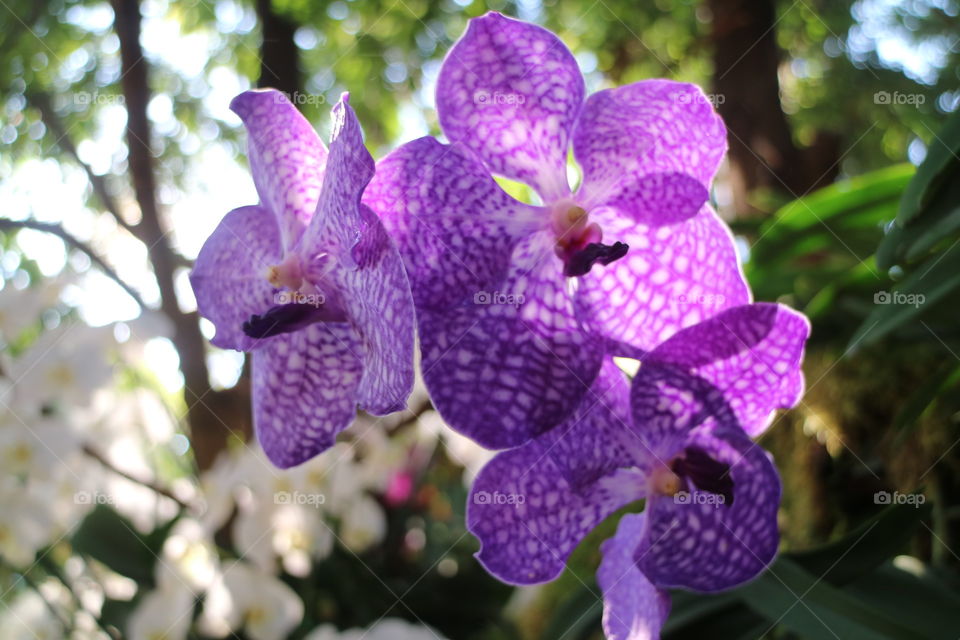 orchid Queen of Flowers