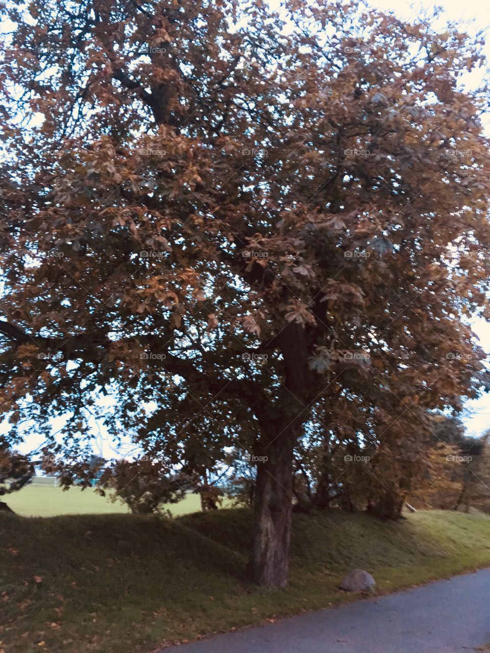 Tree, No Person, Fall, Leaf, Park