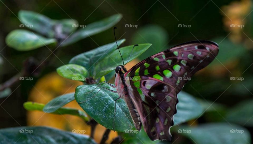 Butterfly on a leaf