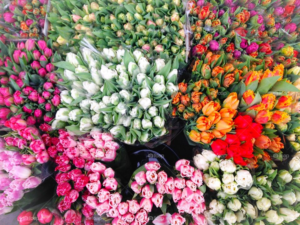 colourful tulips