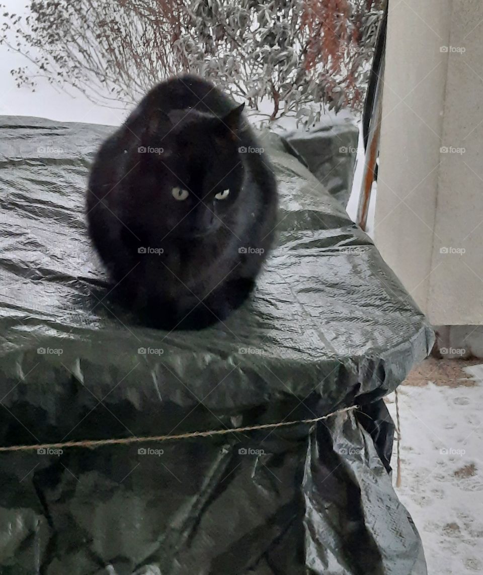 black cat after winter walk