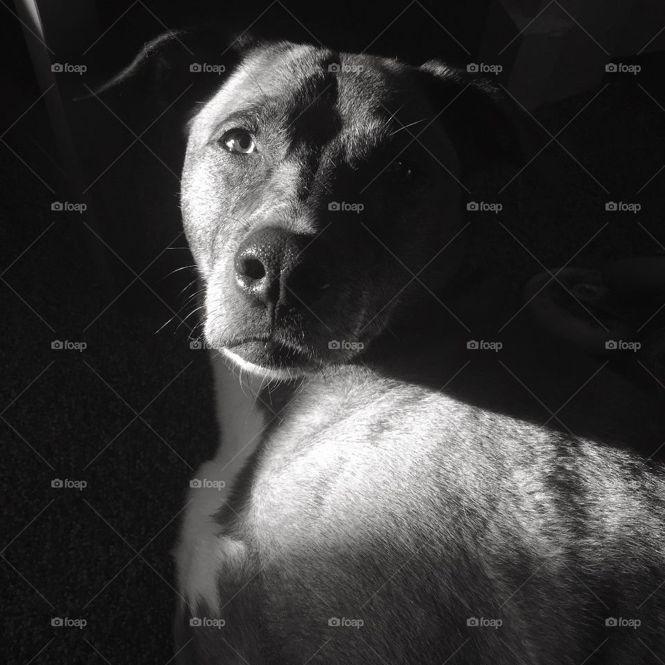 Luna is not amused with this summer time heat wave 