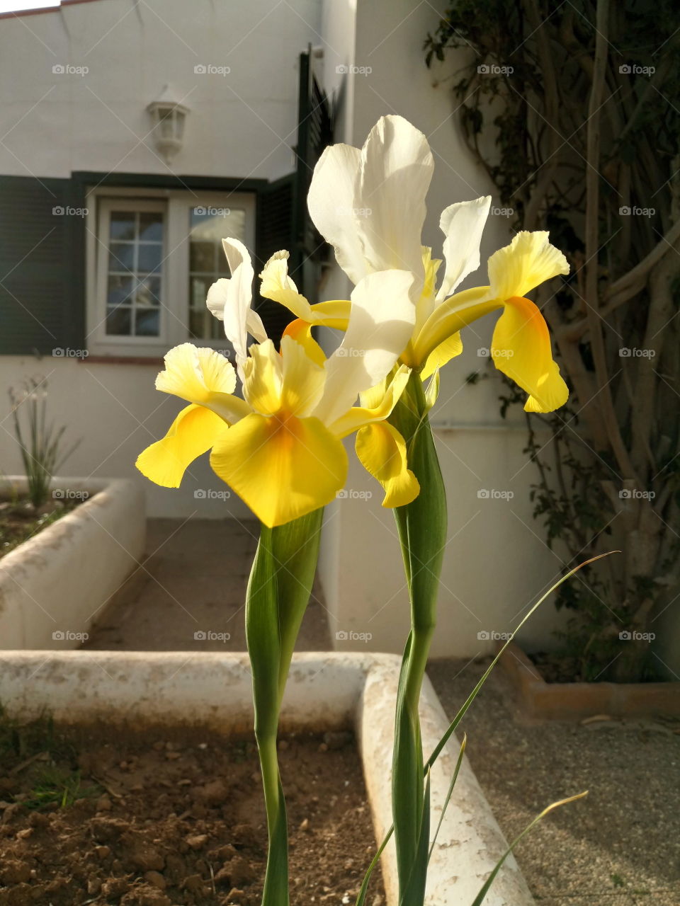 Great surprise in my garden