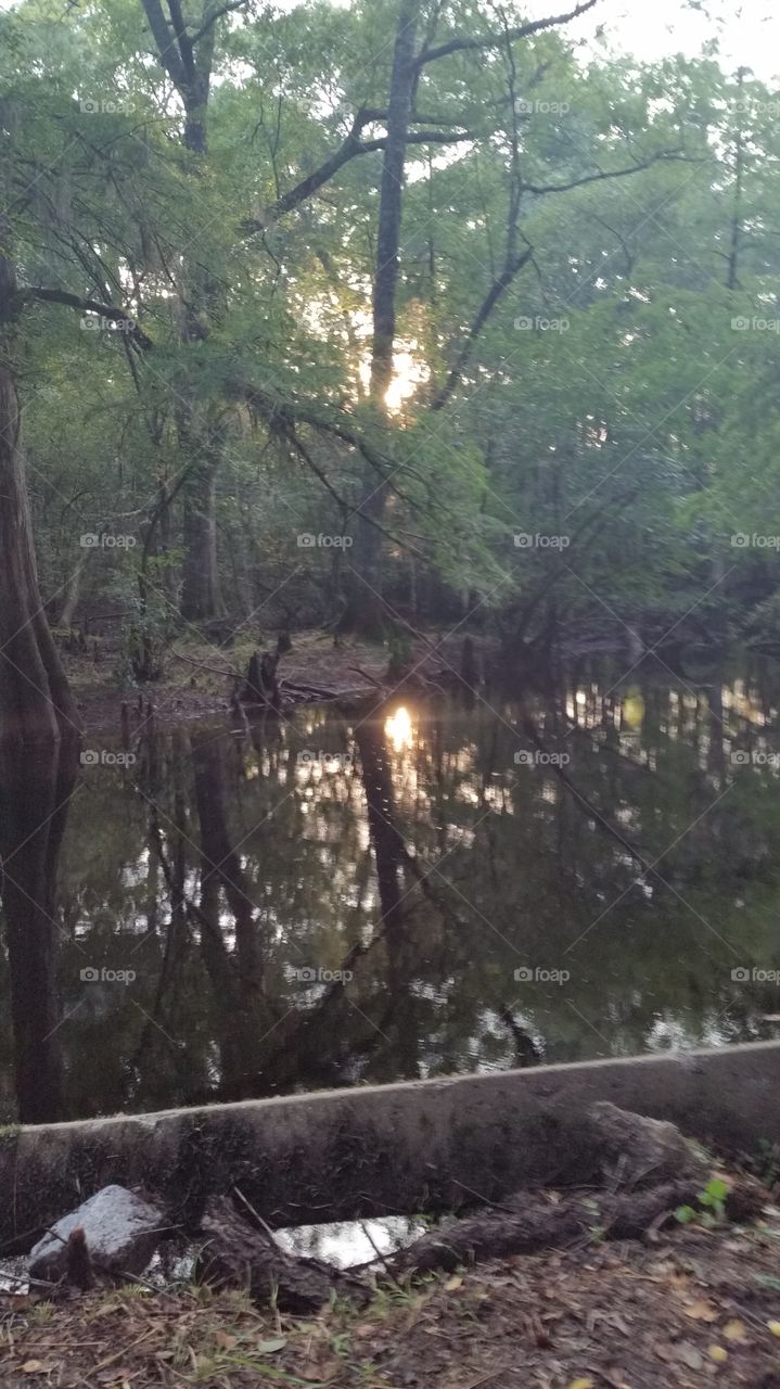 swamp living spooky
