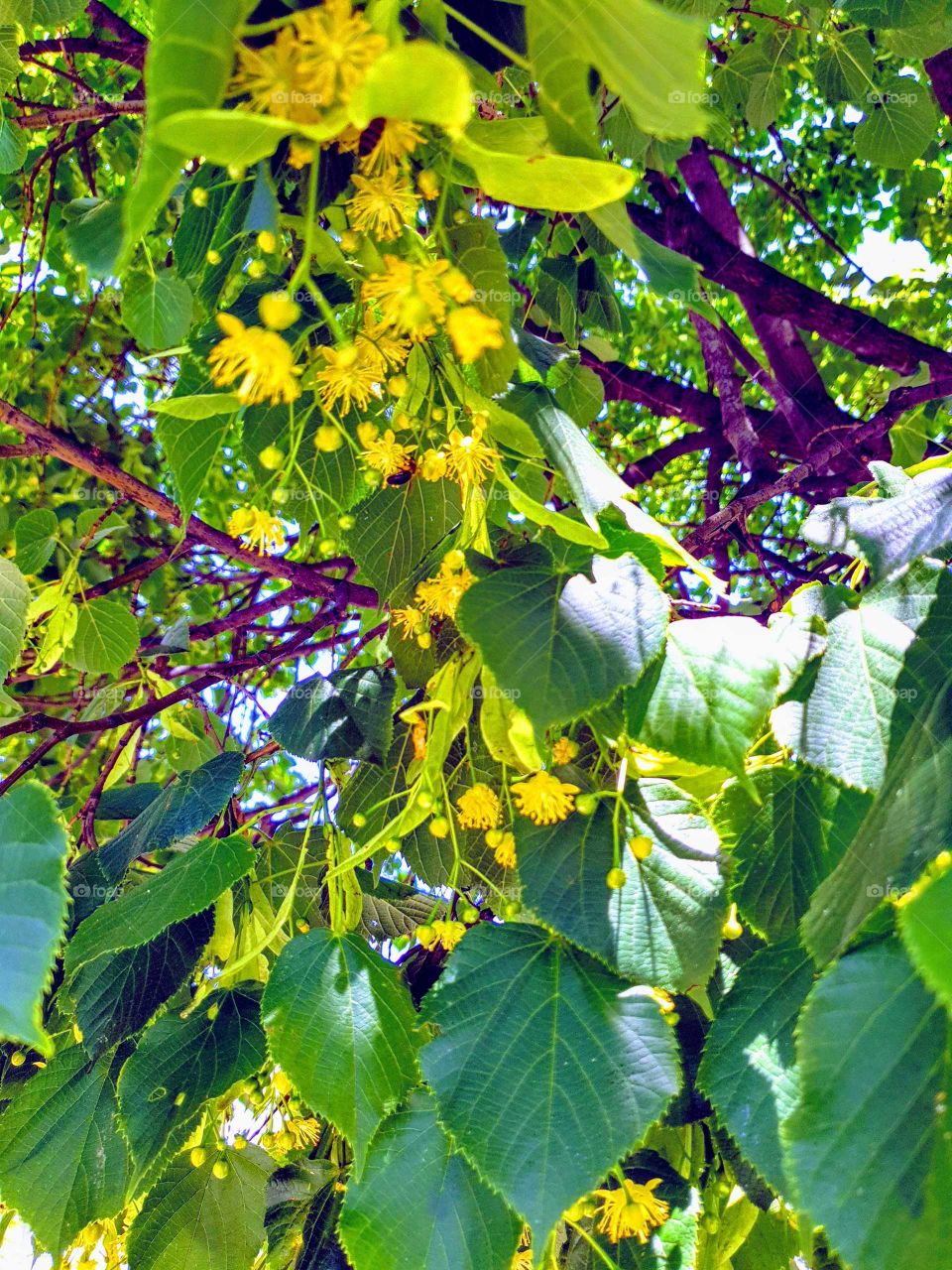 Lime tree blossom