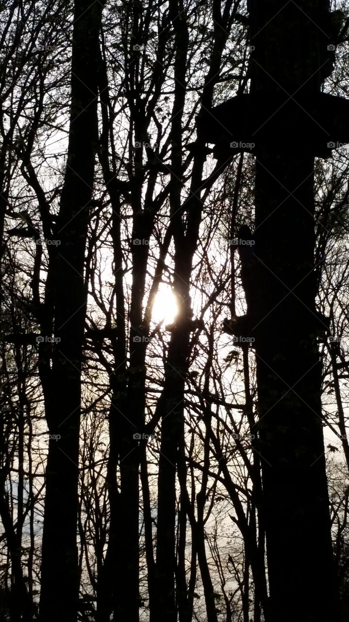 trees in silhouette