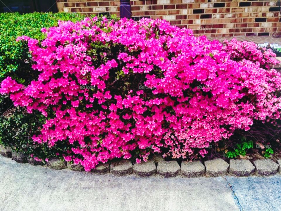 Azaleas