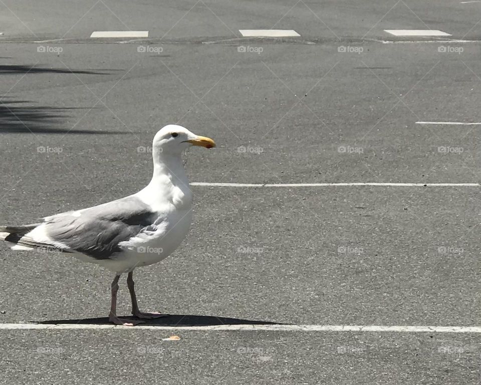 Seagull ruling the pavement