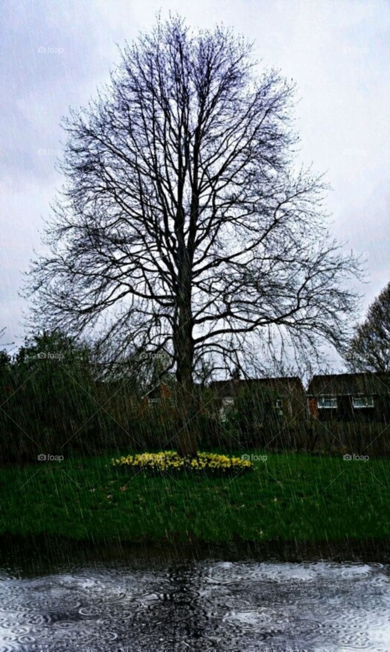 Tree in rain.