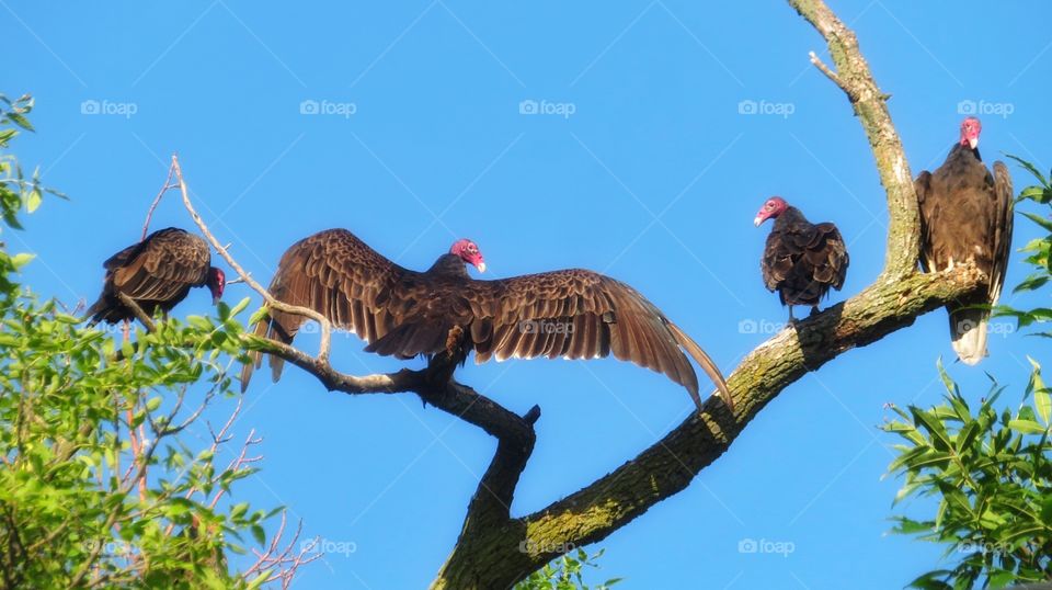 Turkey vultures 