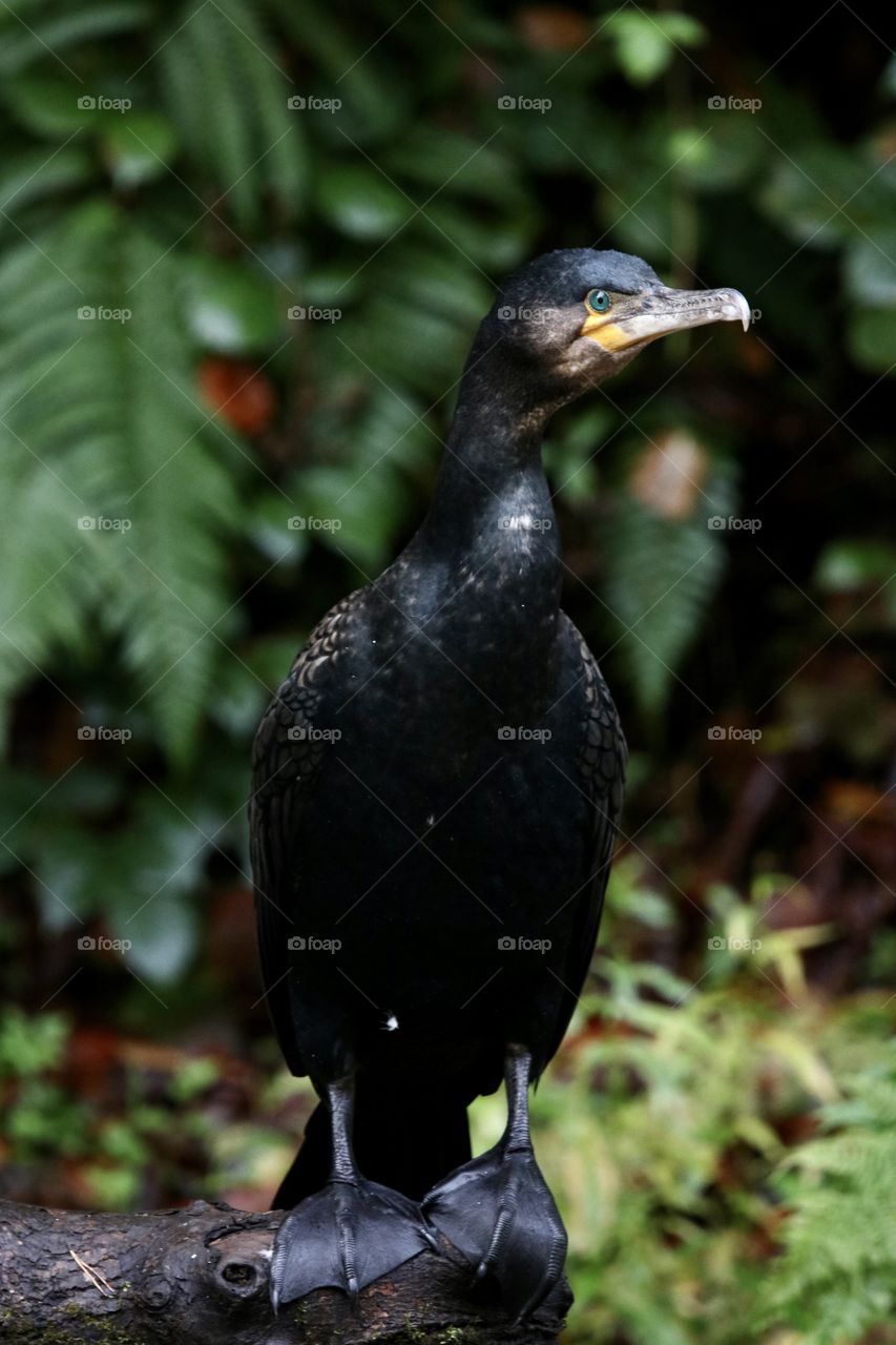 Cormorant 