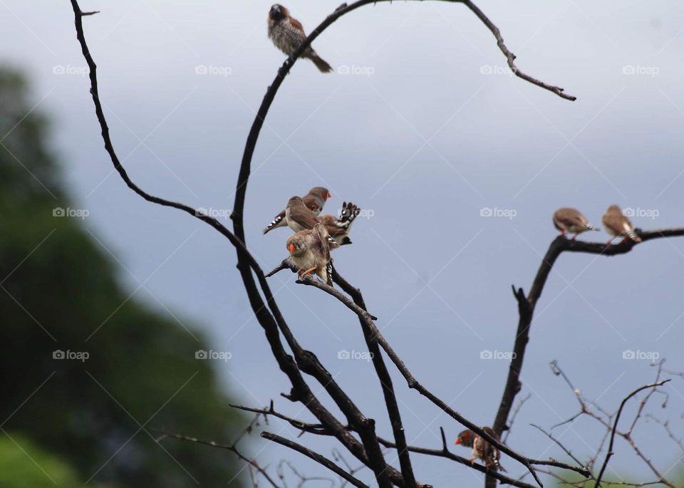 Keep balancing together. Similar size of munia. Group of zebra finch & there's looking for scally breasted munia perched together at the dryng bush near the ceown field. They had for resting after the day .