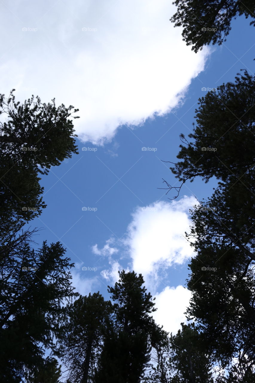The sky through the forest trees.