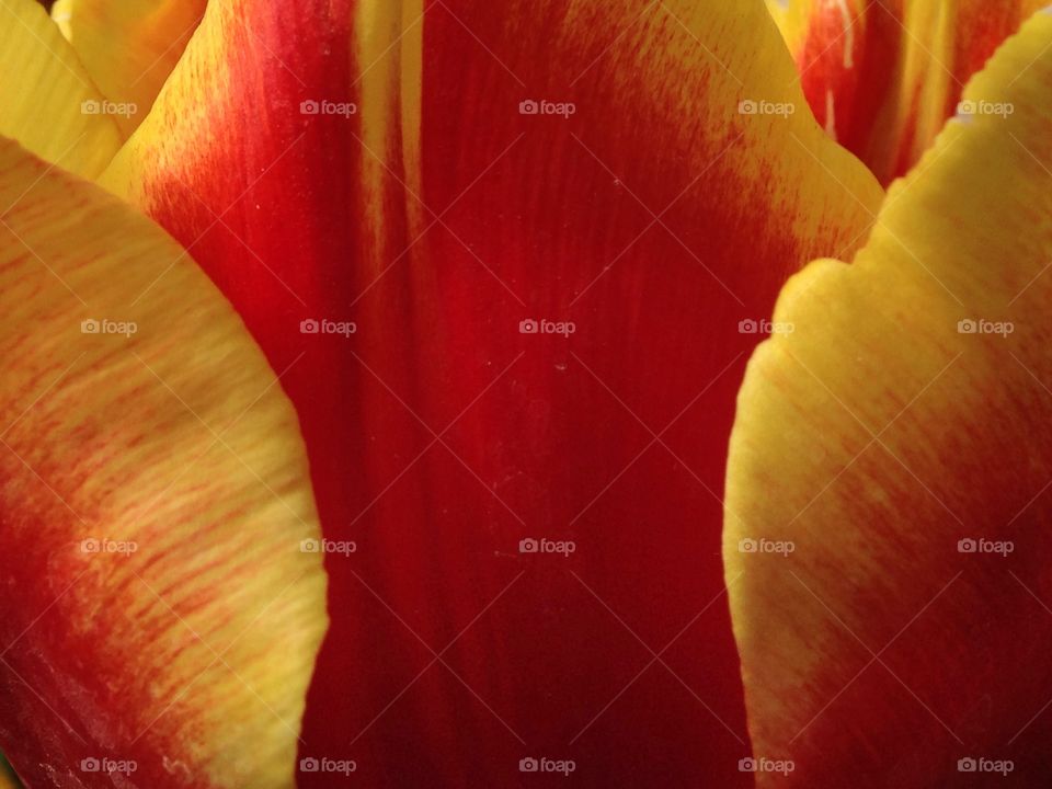Tulip