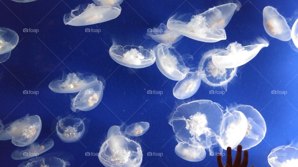 Under Water Jelly Fish